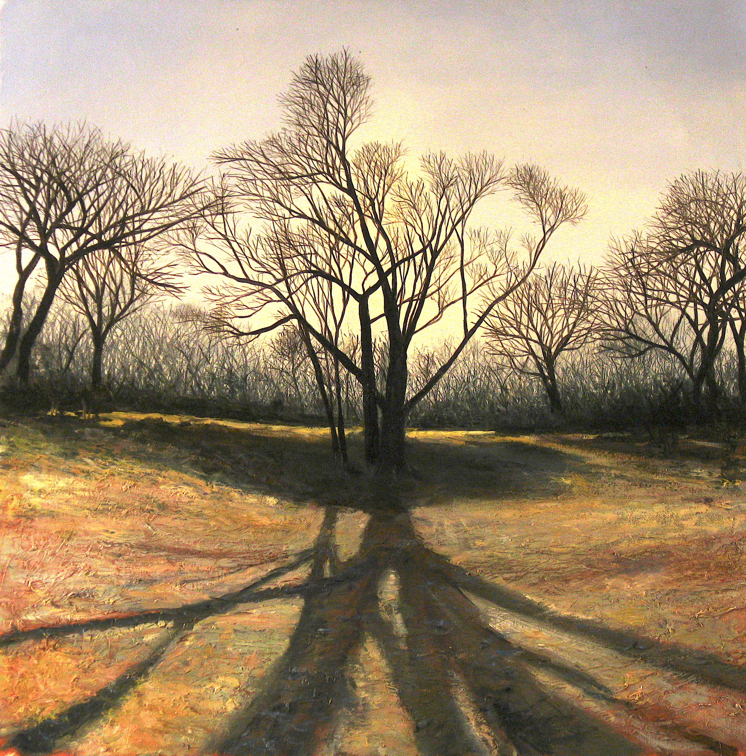 Tree silhouettes and shadows