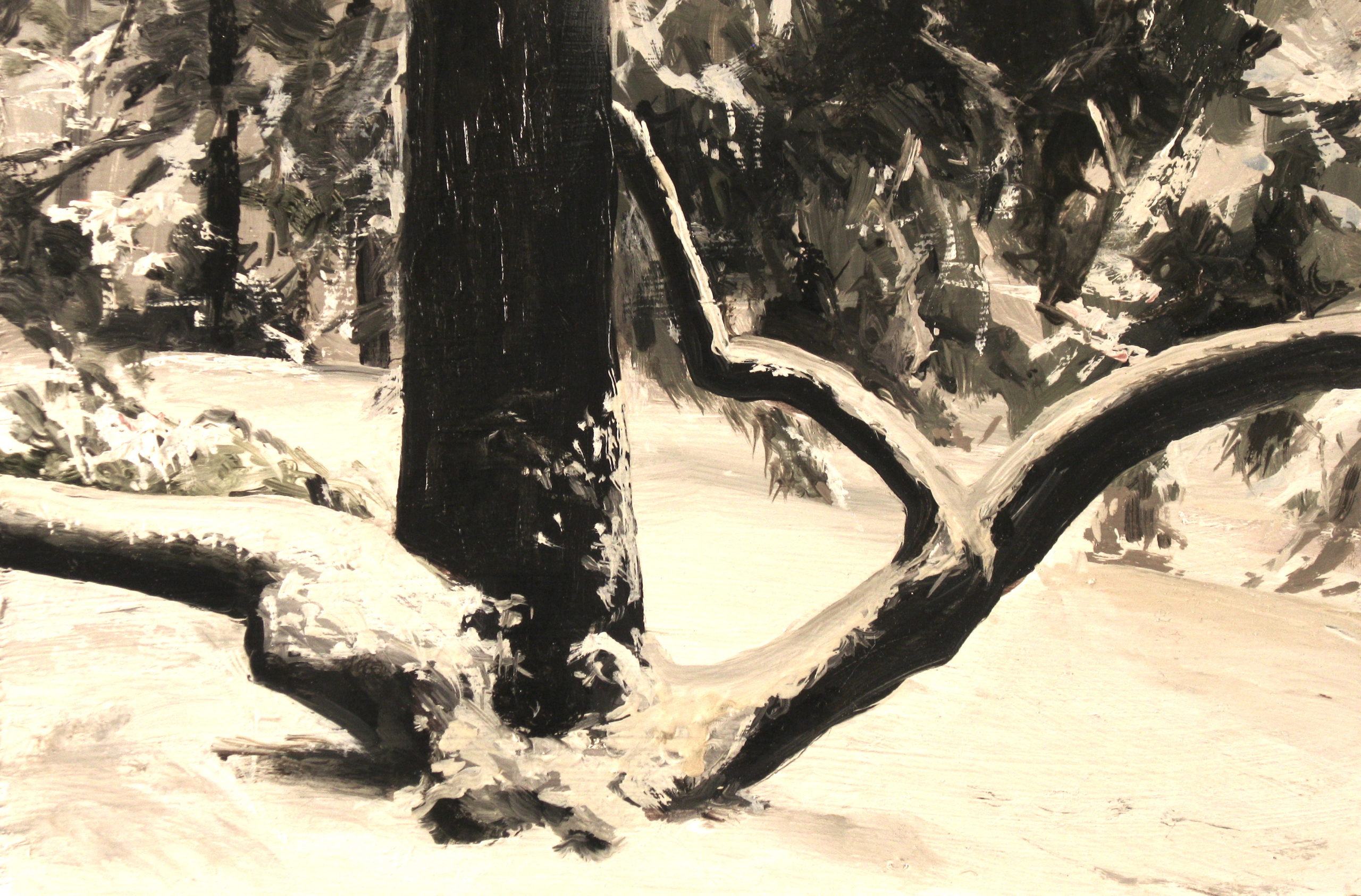 Bare tree in winter with two large branches oing out from the main trunk