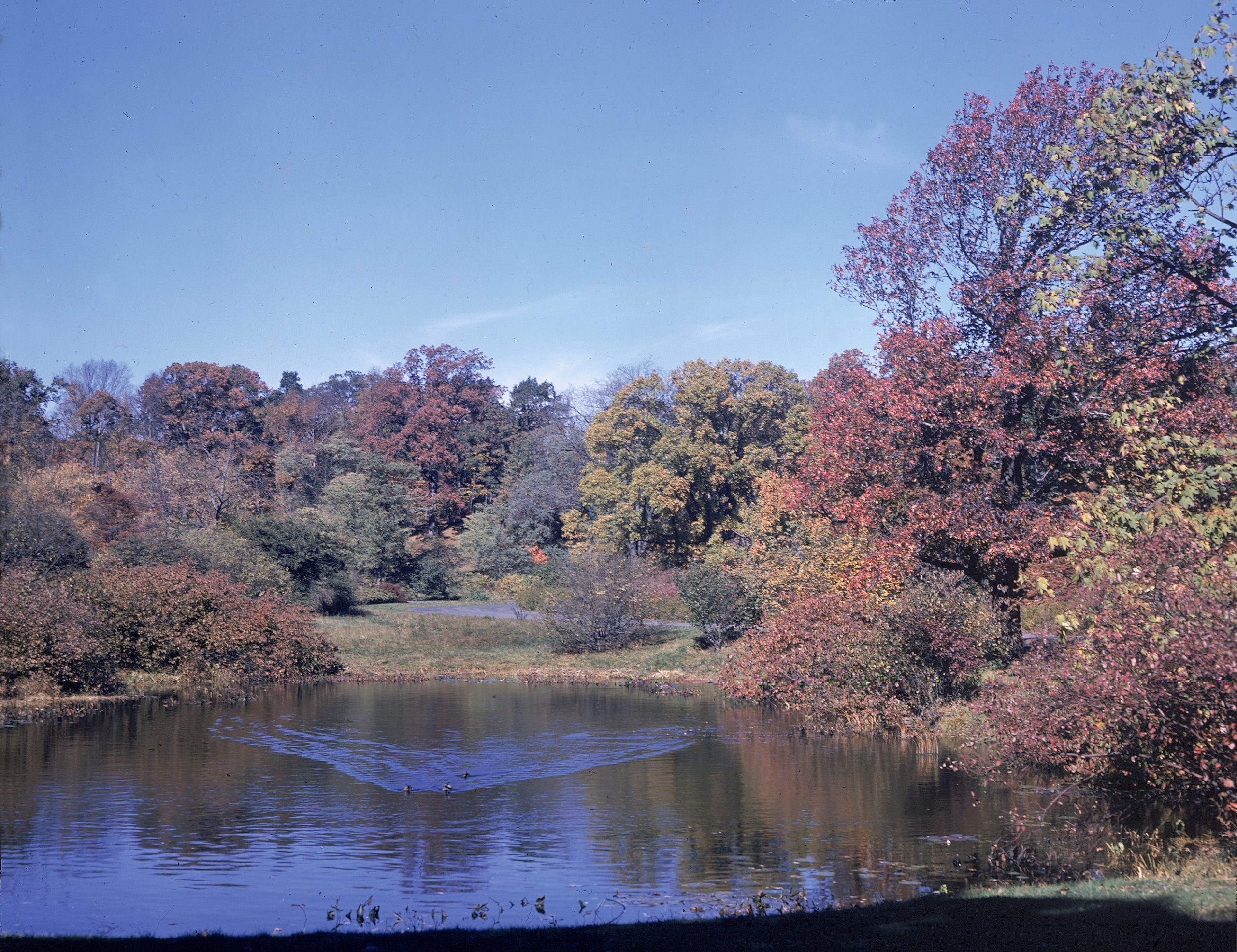 Rehder Pond, 1940.