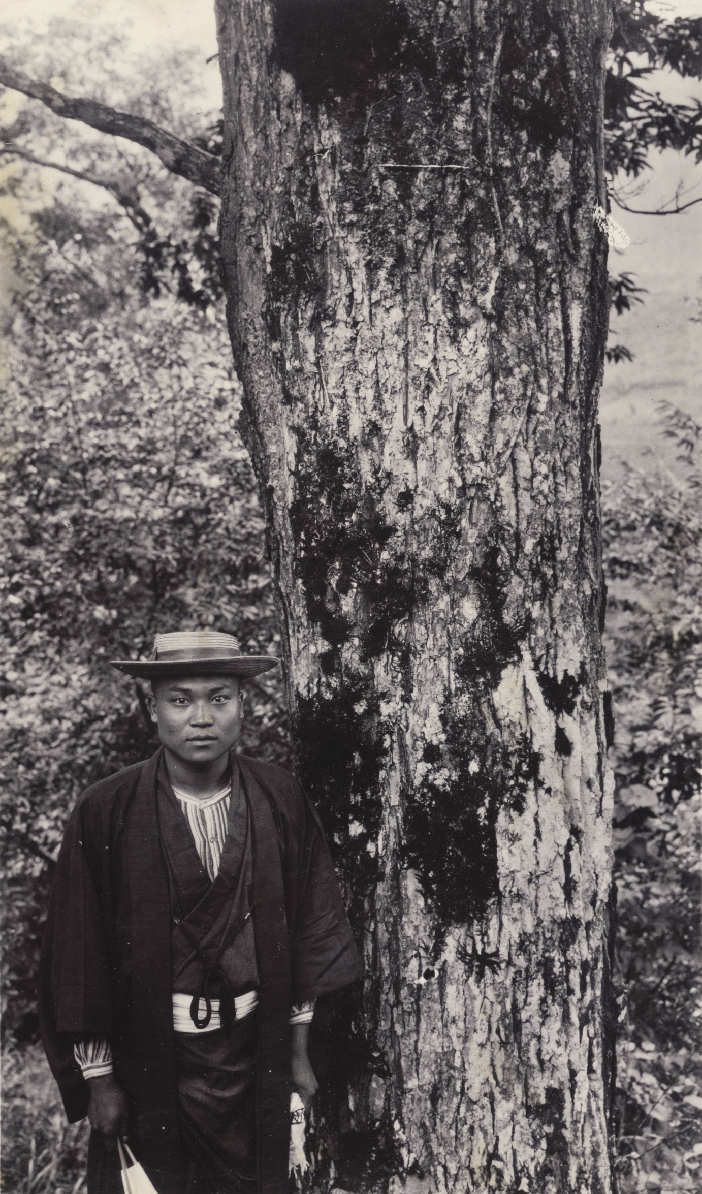 Castanea japonica photographed by John Jack near Fukushima, Japan, September 4, 1905. The tree was about 30 inches (76 cm) diameter at breast height.