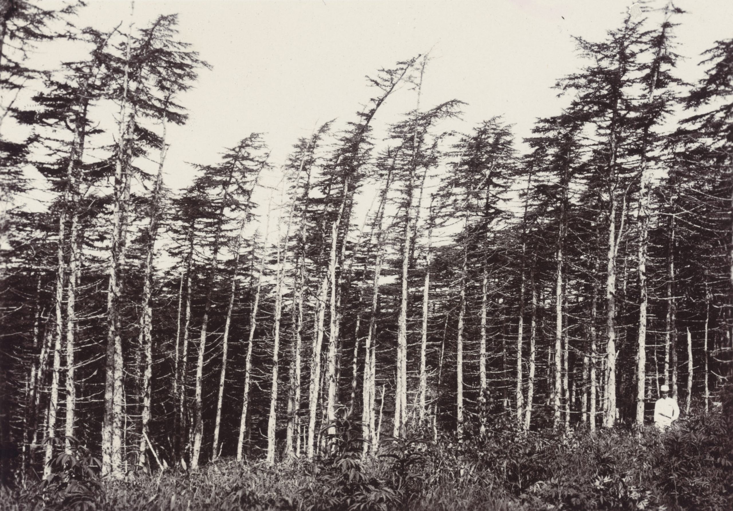 Larix gmellinii var. japonica photographed in 1905 on Iturup, in the Kuril Islands. The trees have bent from the prevailing winds.