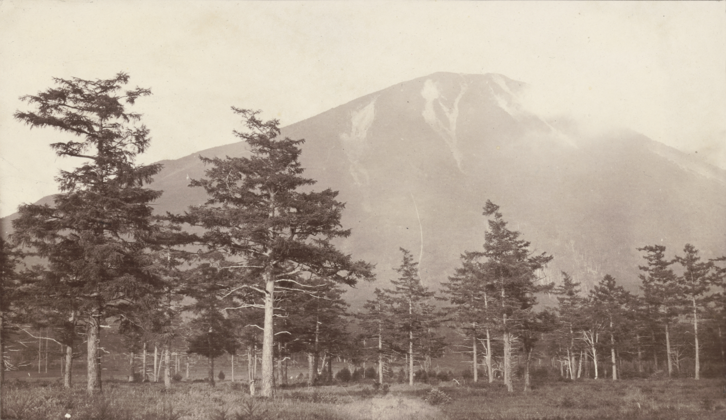 Larix leptolepsis. Japan. Lake Chuzenji-Yumoto, Mt. Nantai at back, about 6000 ft. alt. Photo by J.G. Jack, Aug. 10, 1905.