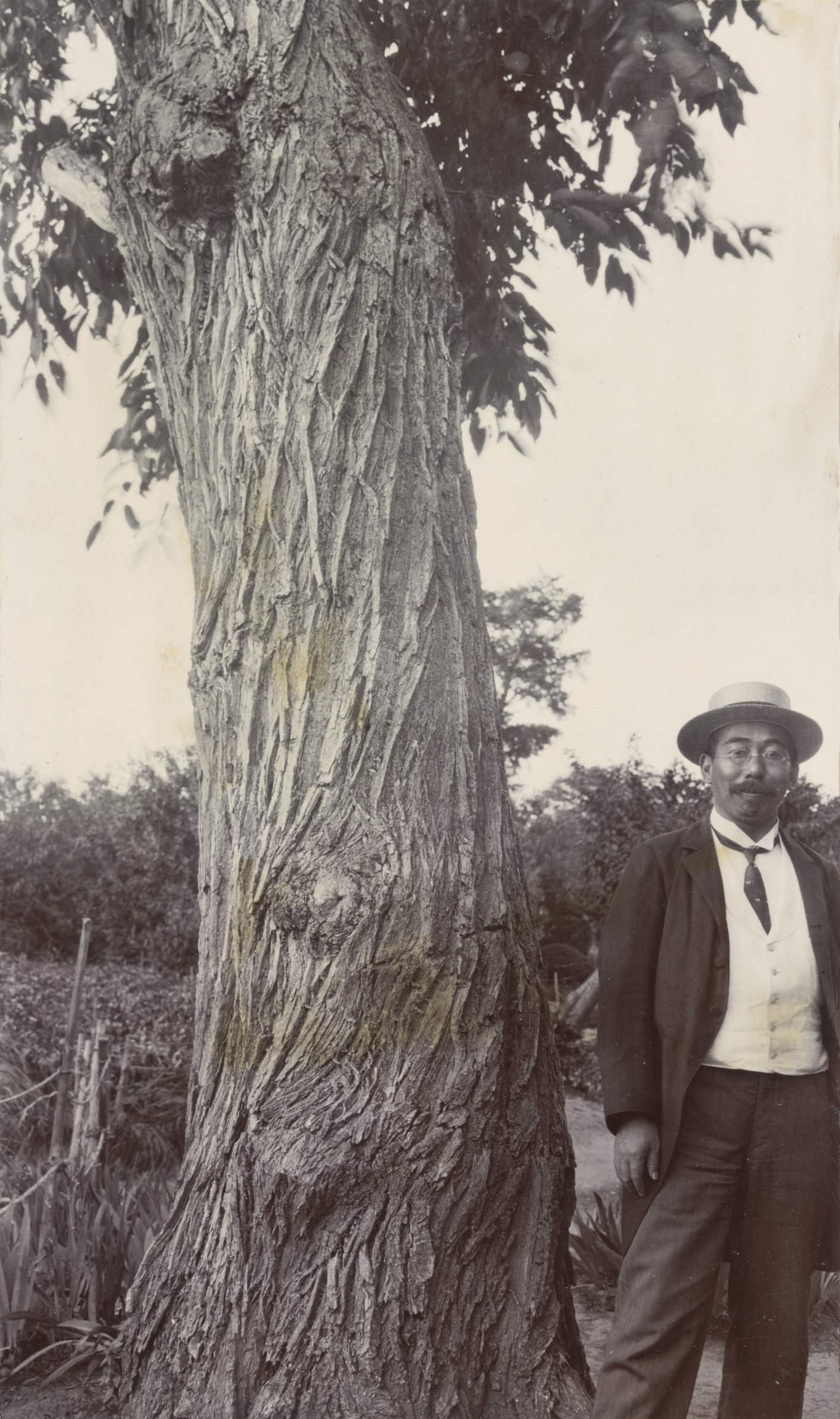 John Jack photographed Professor Kingo Miyabe standing beside a Salix urbaniana in Sapporo, Japan. Sapporo on August 21, 1905.