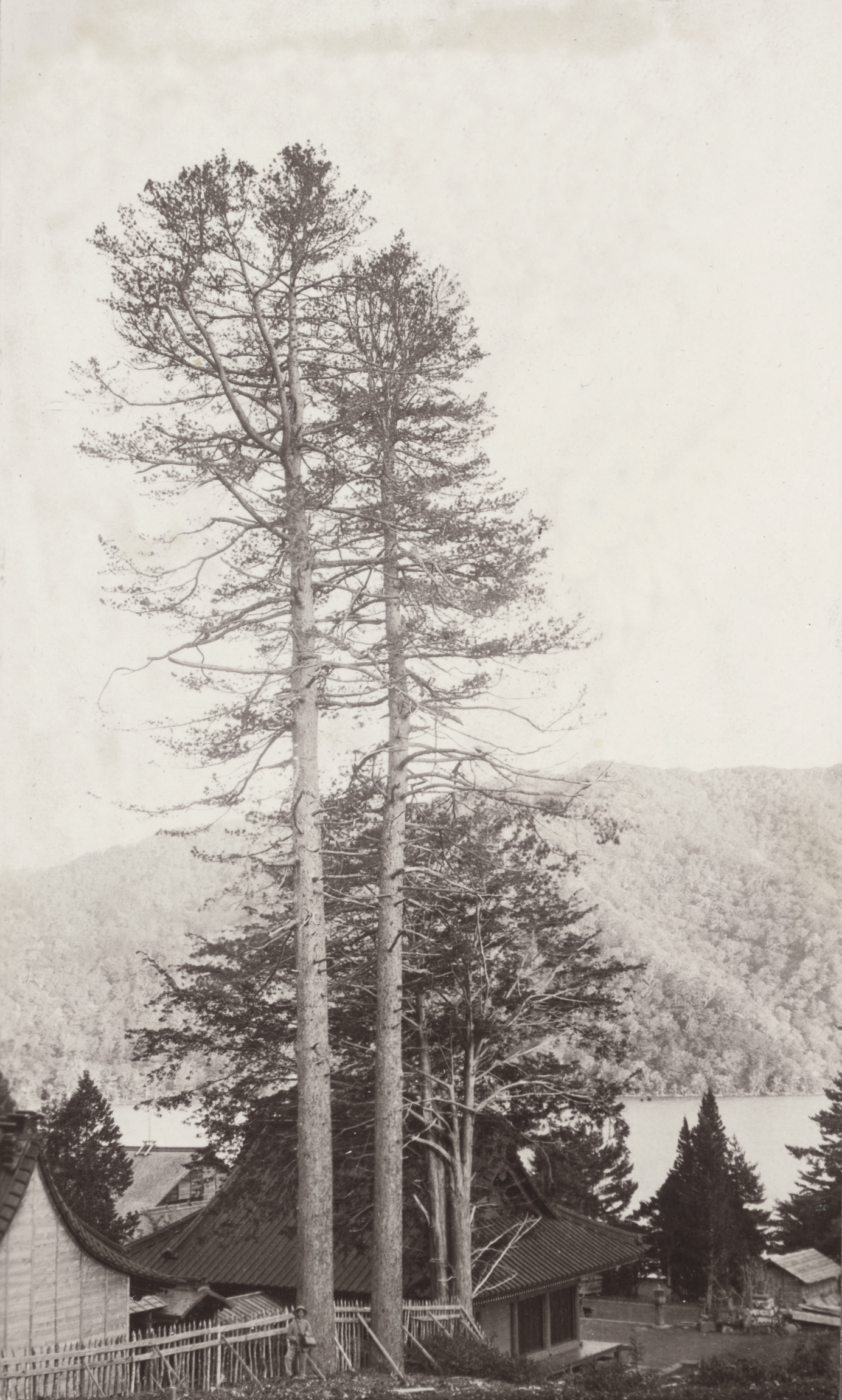 On August 10, 1905, John Jack photographed two tall trees, a Sciadopitys vericillata and a Taxus cuspidata at the Nikko Futarasan-Jinja Chugushi Shrine, Lake Chuzenji, Japan.