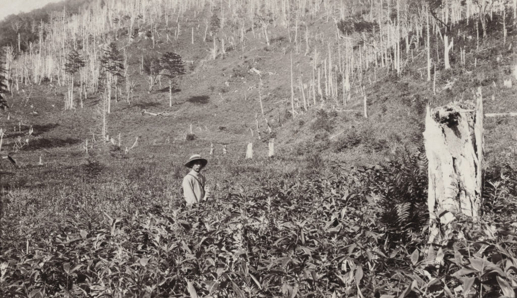 John Jack recorded the effects of forest fires on land that had been logged about 12 years previously. The hillisde was originally covered with Abies, Tsuga, Larix, Betula, oak, and other trees. There was some sprout growth but the ground cover was mostly dwarf bamboo (Japanese name Kumasasa). In Yumoto, Japan, August 11, 1905.