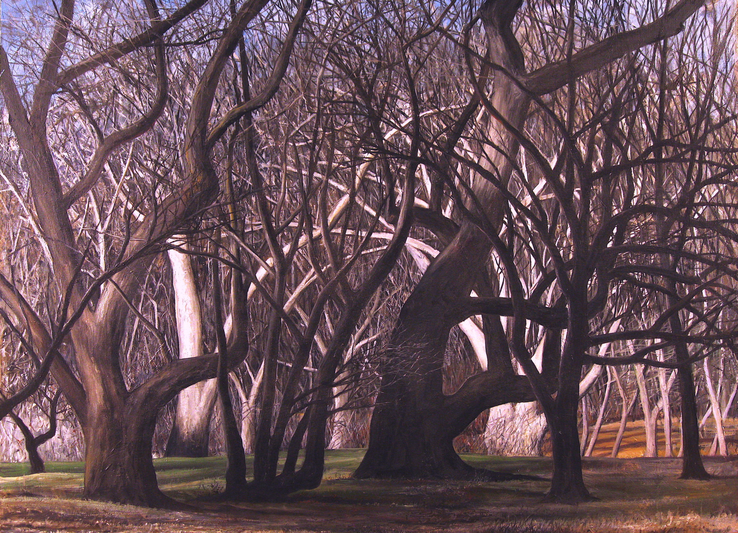 Bare, interwoven tree branches