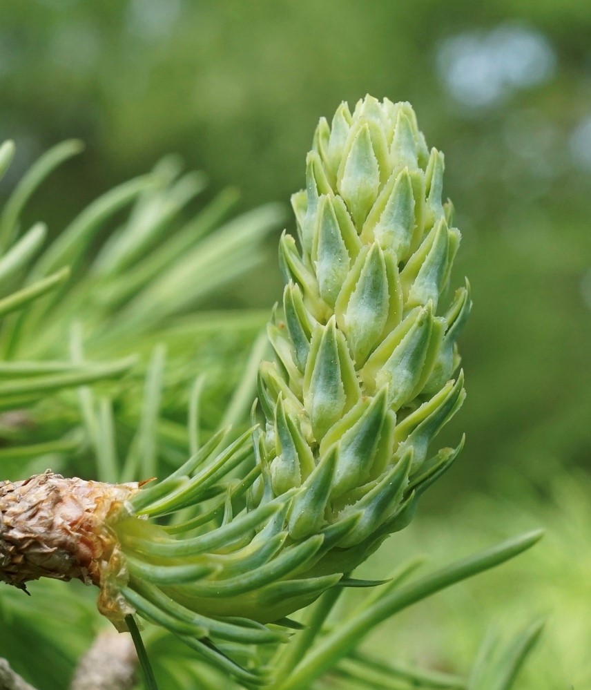 Emerging female seed cones of a Golden Larch.