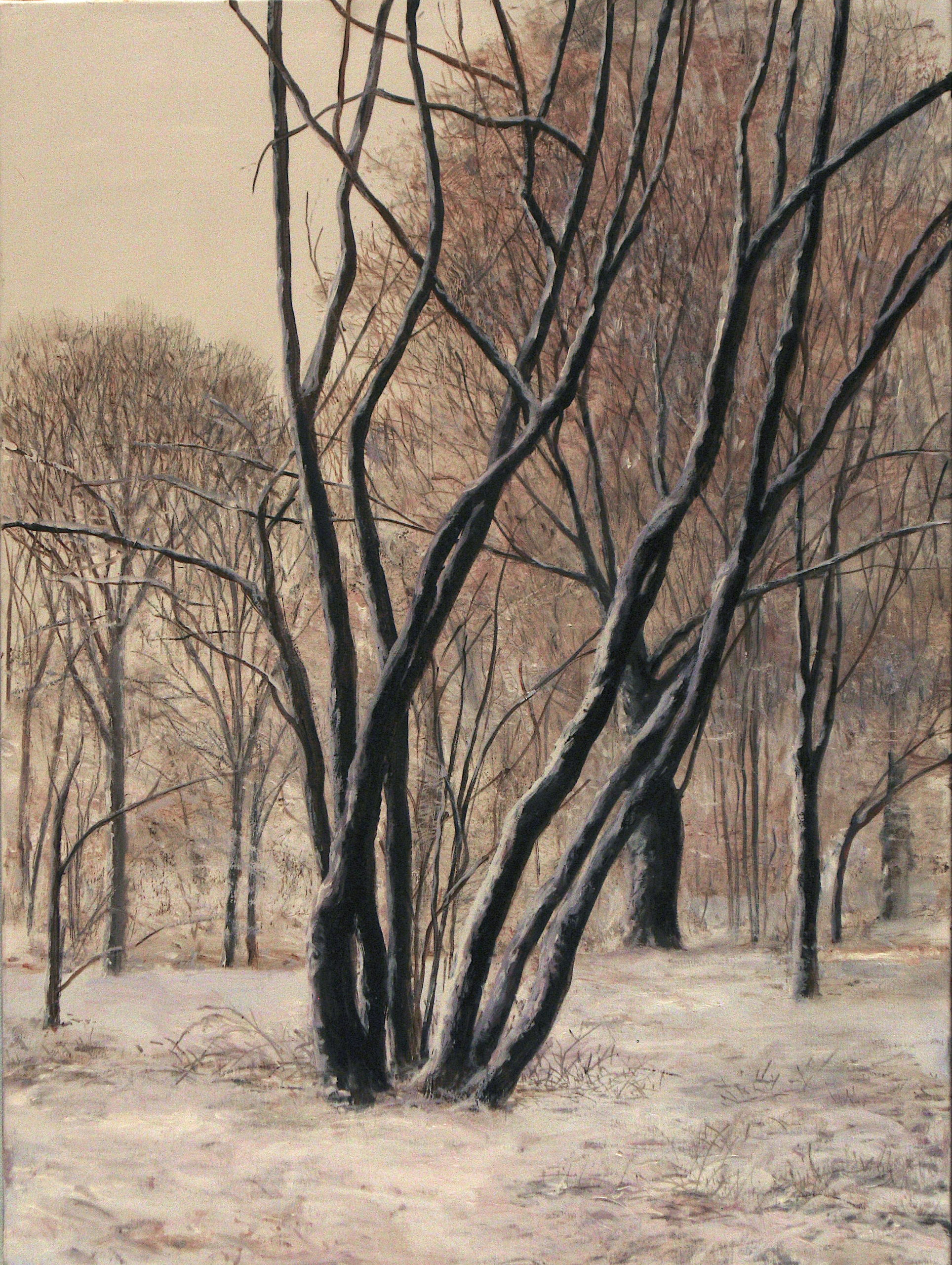 Bare trees in winter snow