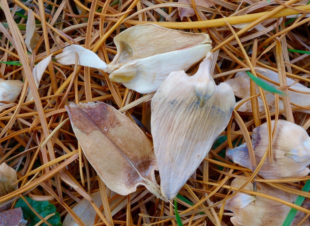 Fallen cone scales and seeds of Golden Larch.