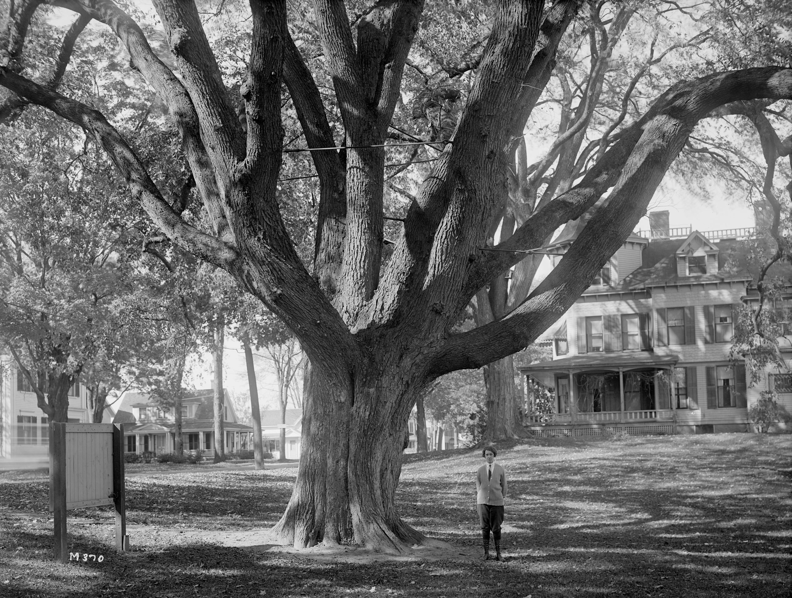 Lafayette Elm, Kennebunk, Maine.