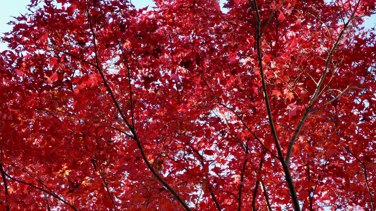 Acer olivaceum 409-79*A by Ned Friedman