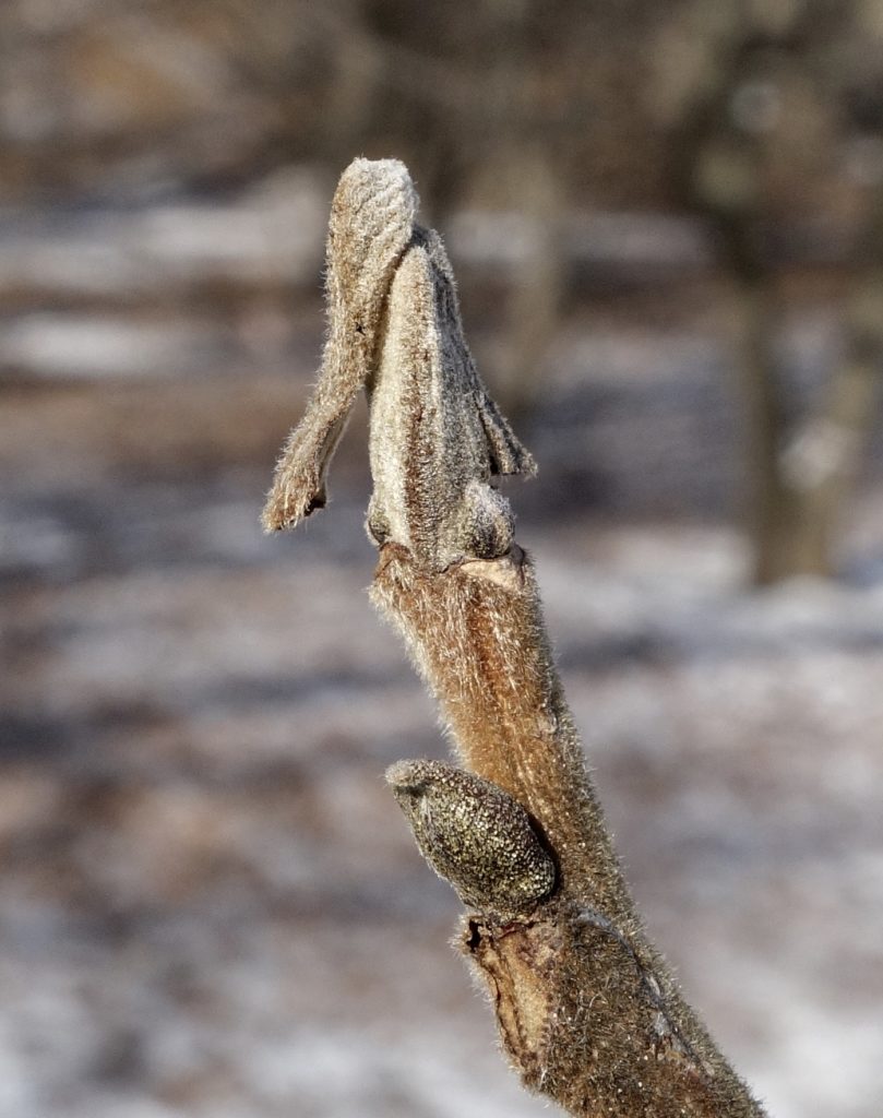 Winter buds of pecan