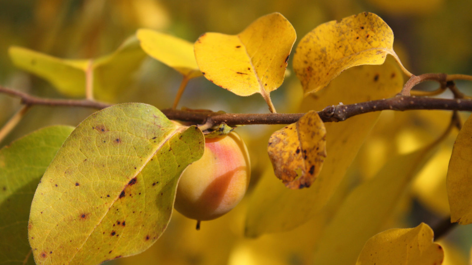 Diospyros virginiana 801-87*B by Jon Hetman