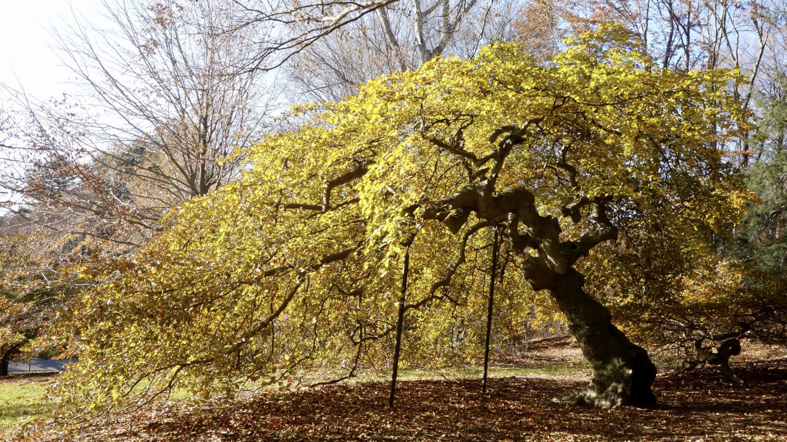 Fagus sylvatica 'tortuosa' 14599*A by Ned Friedman