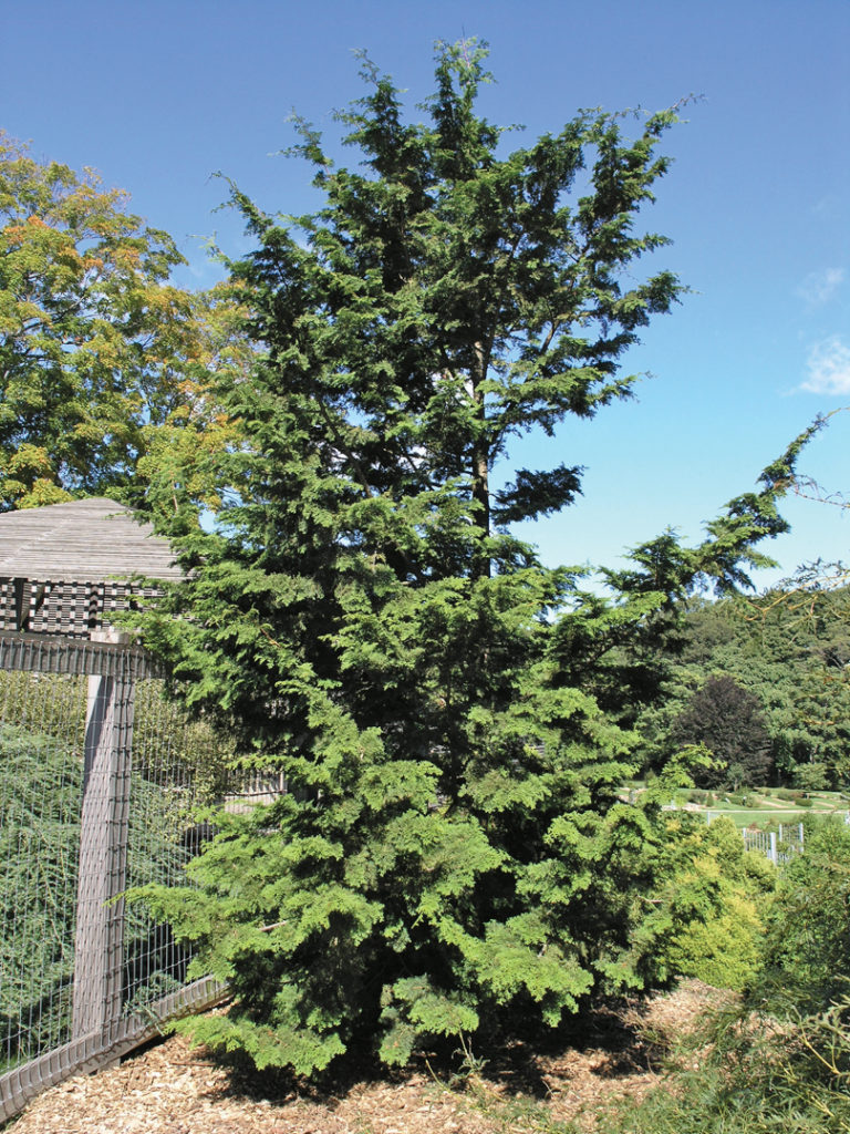 Chamaecyparis obtusa ‘Chabo-hiba’ 1100-71*A