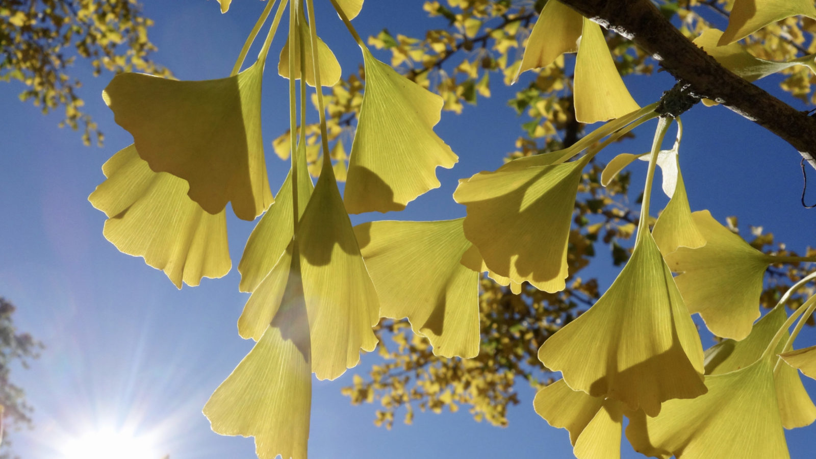 Ginkgo biloba 1115-89*D by Ned Friedman