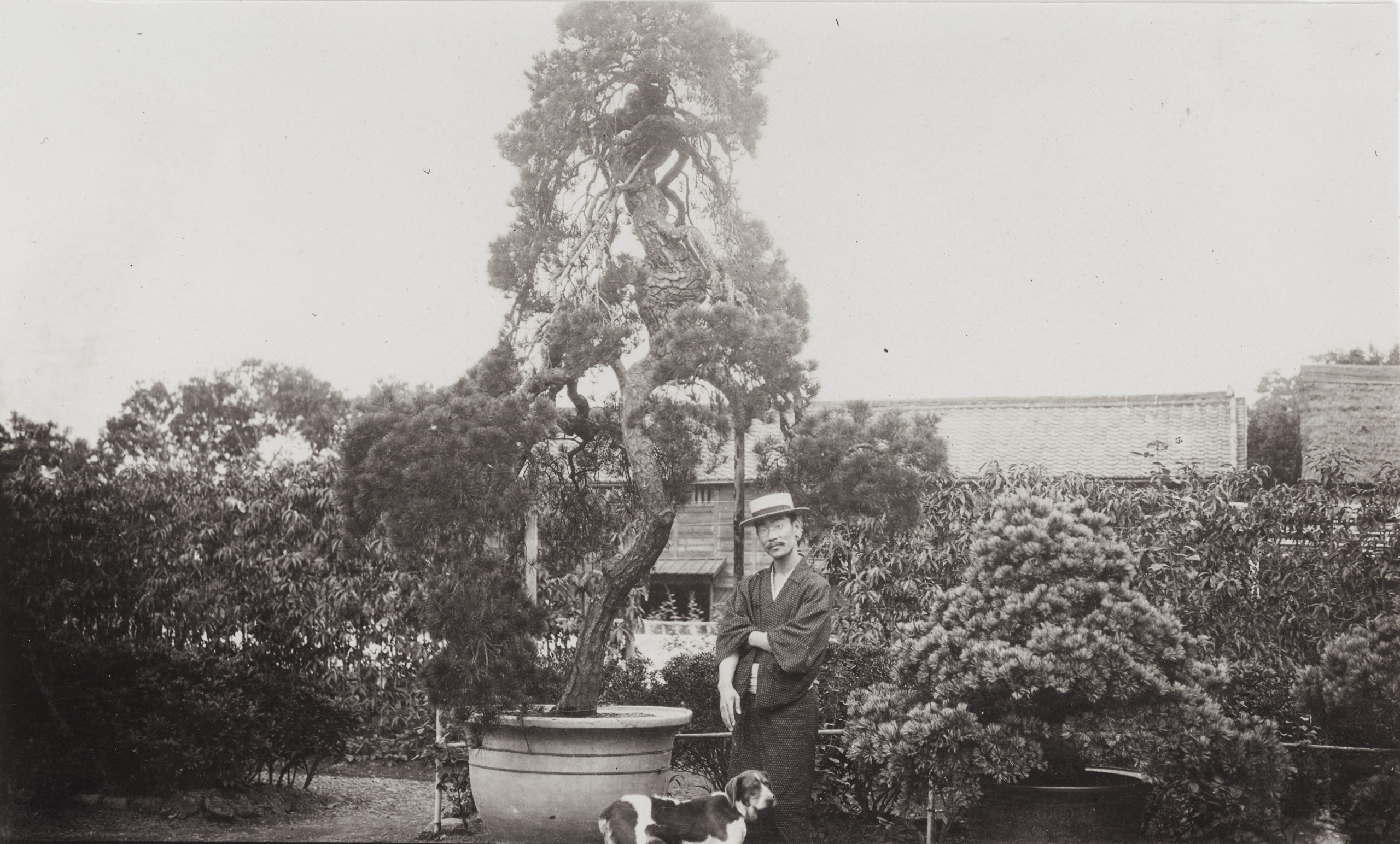 Dwarf trees at the Yokohama Nursery Company photographed by John Jack on August 1, 1905.