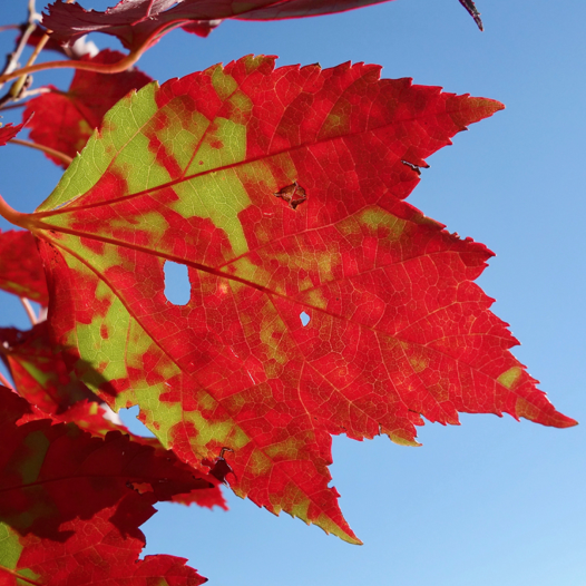 Carnage and Beauty at the Arnold Arboretum