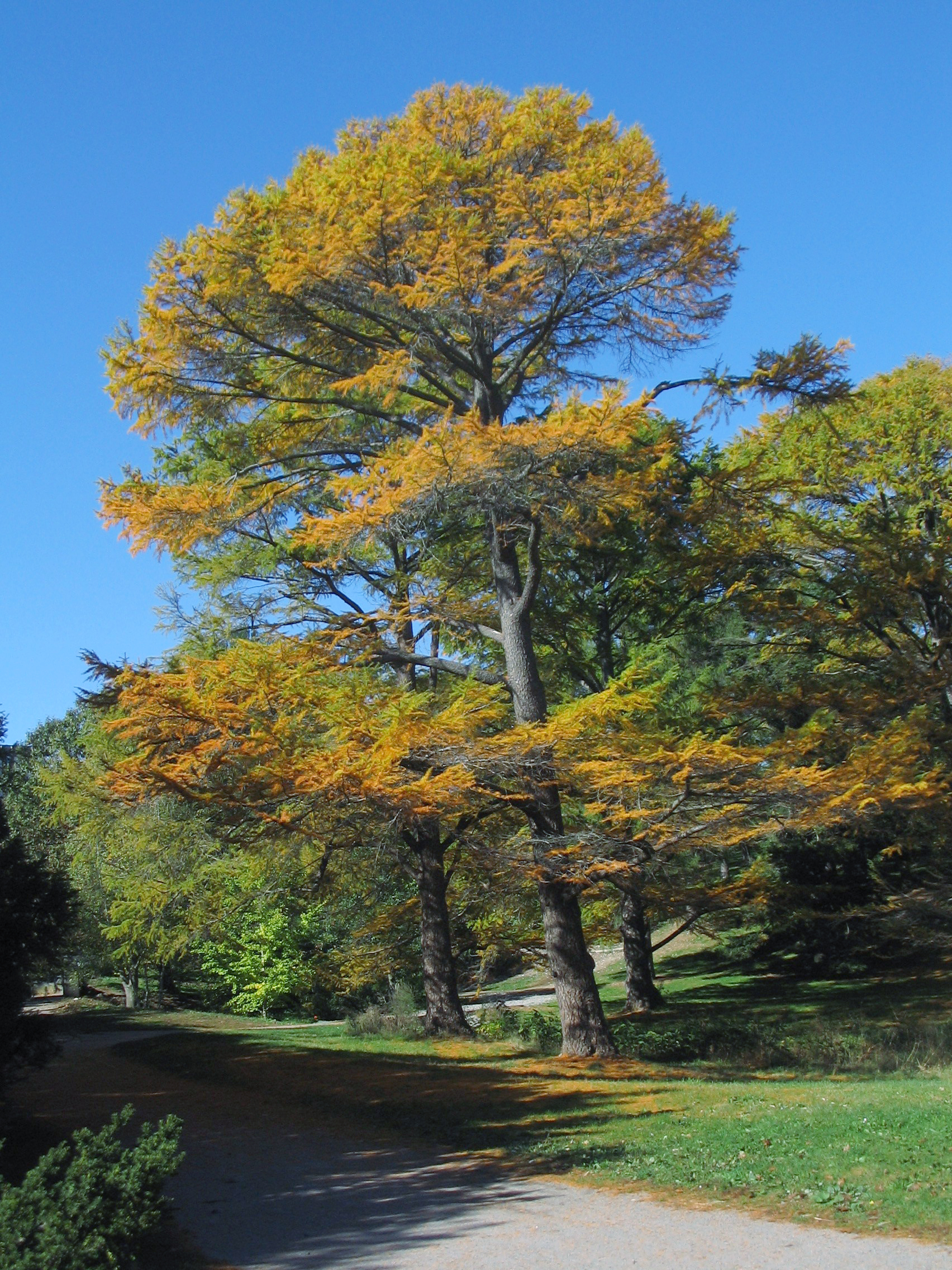 Mature Golden Larch (Pseudolarix amabilis)