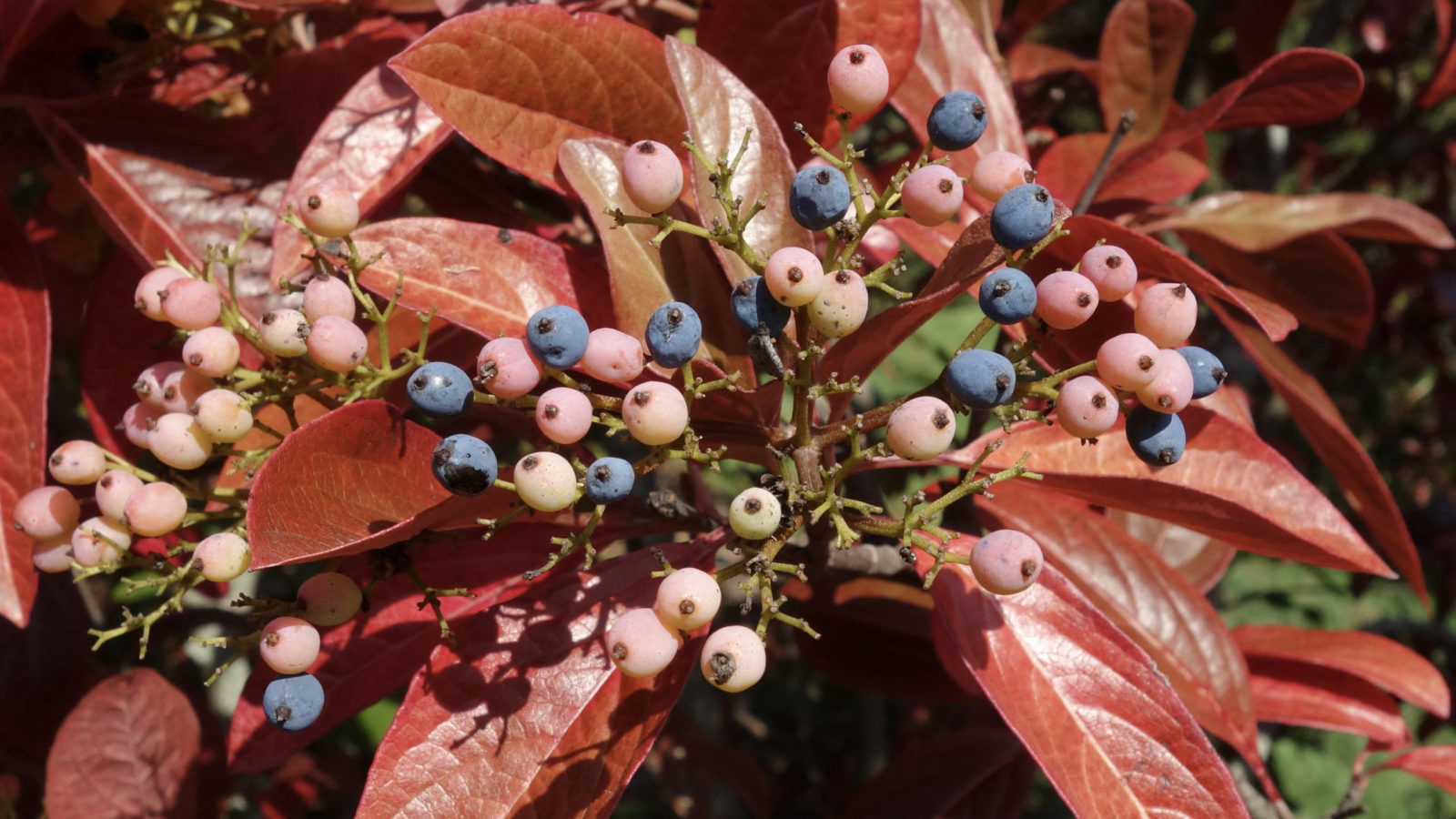 Viburnum nudum 'Winterthur' 431-2002*A by Ned Friedman