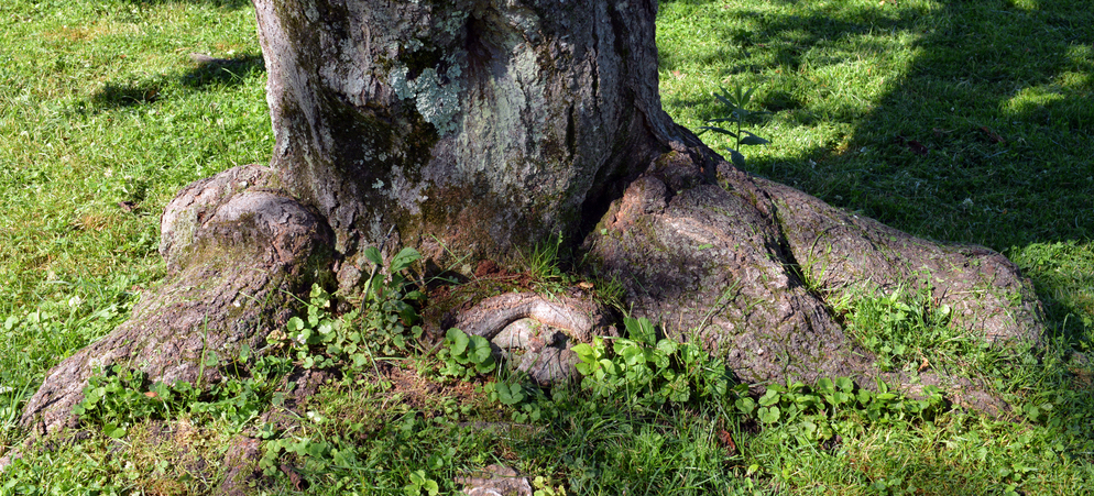 Trunk of Sargent cherry.