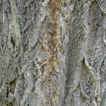 Bark of Lavalle cork tree.