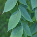 Leaves of Kentucky coffeetree.
