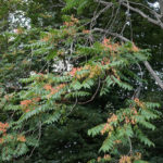 Tree of heaven.