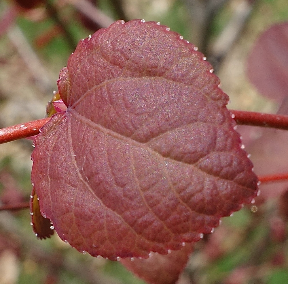 Young leaf of Katsura Tree.