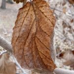 Dead leaf of Chinese witch-hazel.