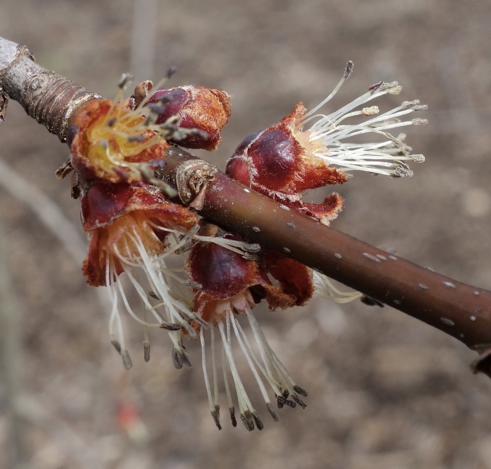 Male flowers of silver maple.