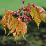 Young leaves of Sargent cherry.