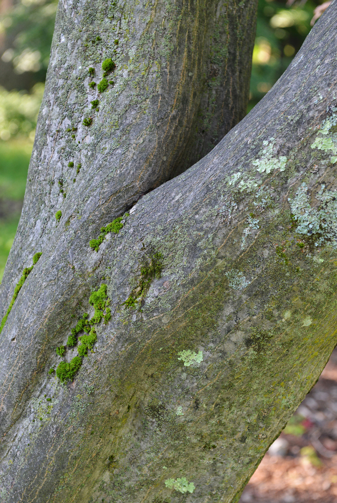 Bark of Japanese maple.