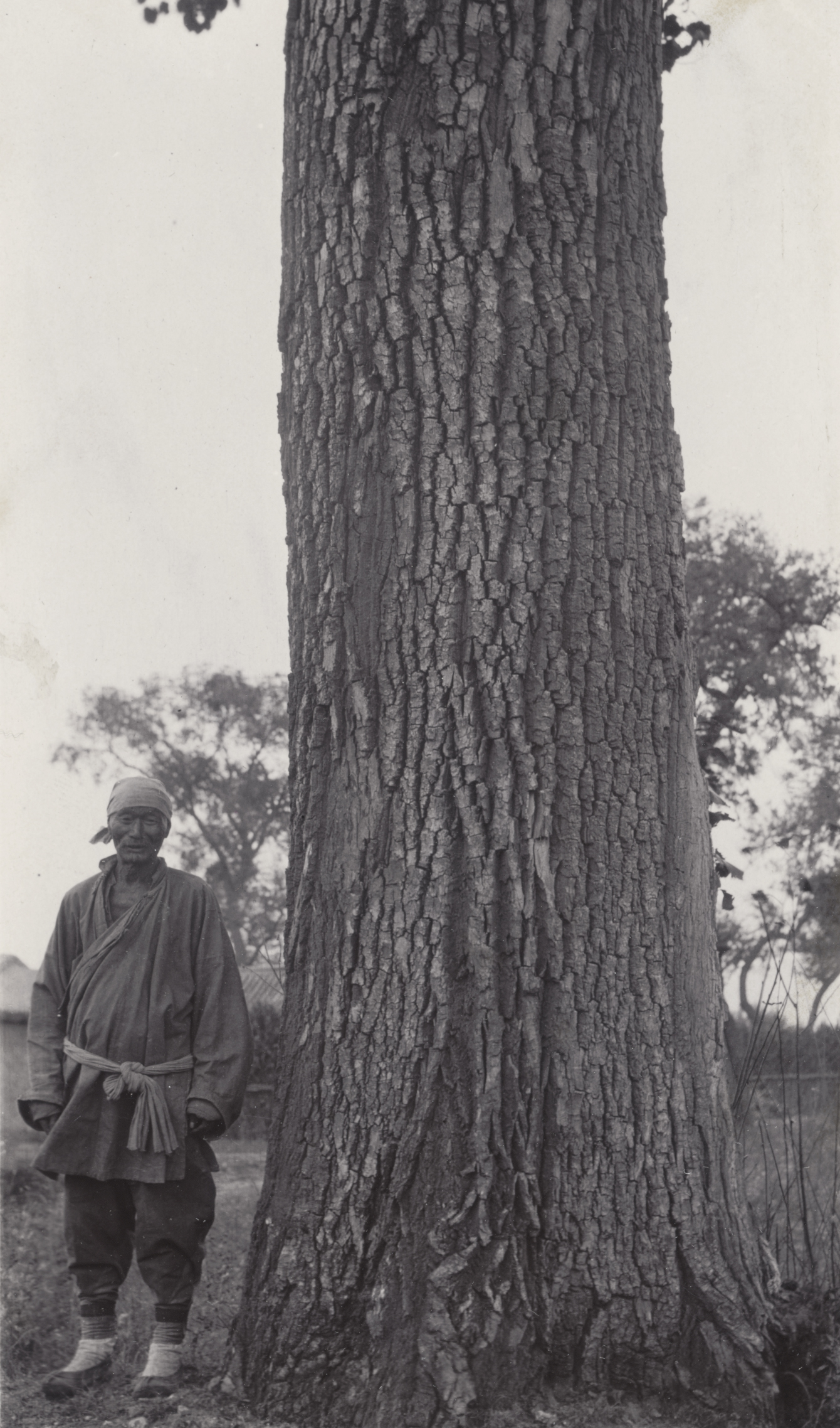 Populus tomentosa. China. 4 1/2 ft. in diameter near Sha-ho, on the Beijing-Nankou road (Peking-Nankow road). Photograph by John Jack, October 7, 1905.