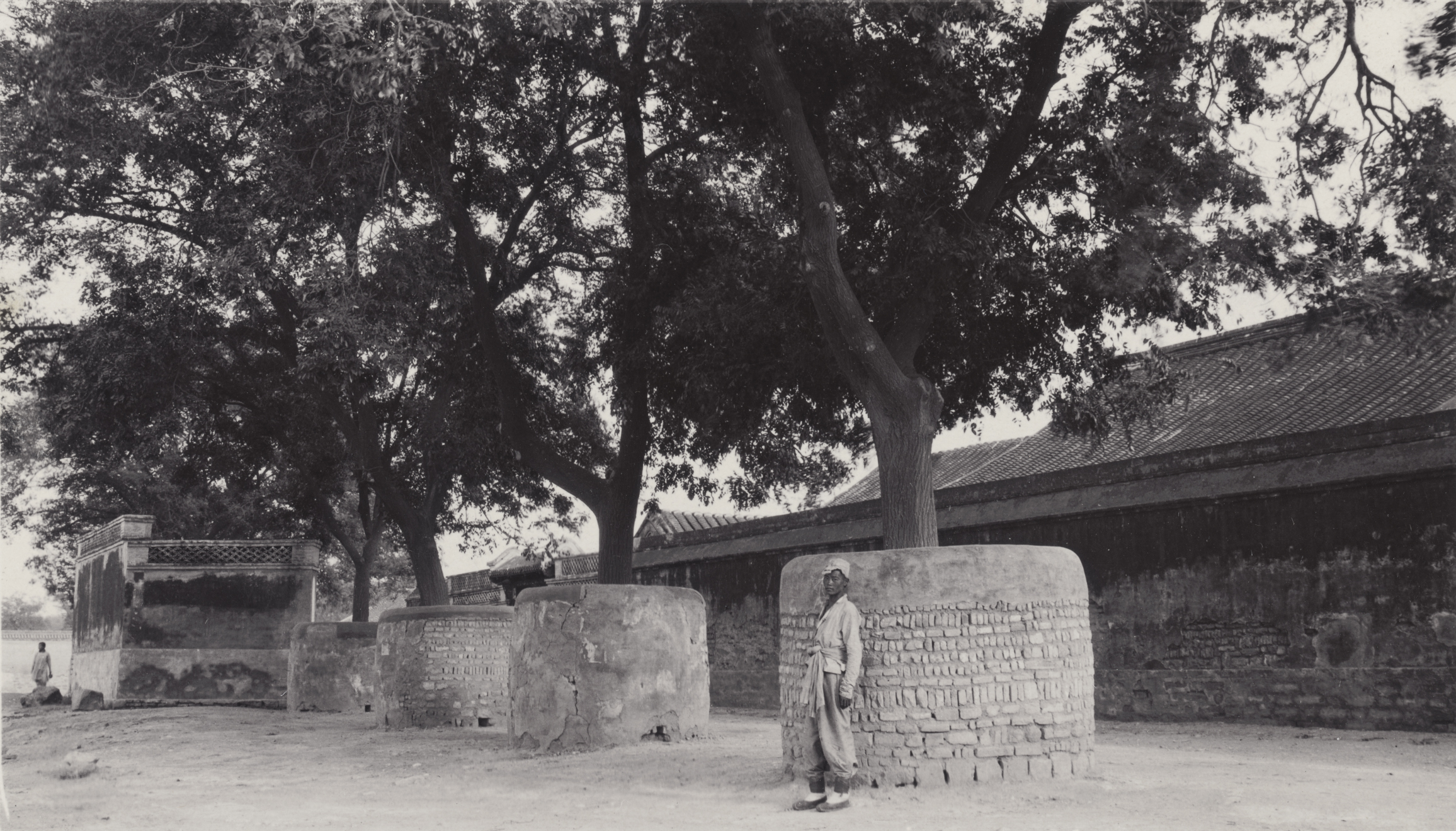 Sophora japonica on the streets of Beijing (Peking), China, protected on streets by stone, brick and mortar, or mud circular walls. Photograph by John Jack, October 3, 1905.