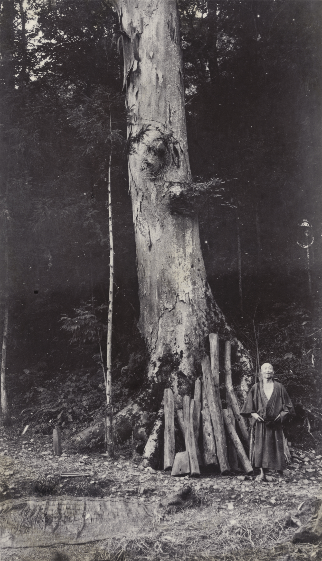 John Jack photographed this large Zelkova serrata on September 2, 1905 in Niegawa, Japan, Niegawa. He recorded its diameter at breast height to be between 36 and 48 inches (91-122 cm).