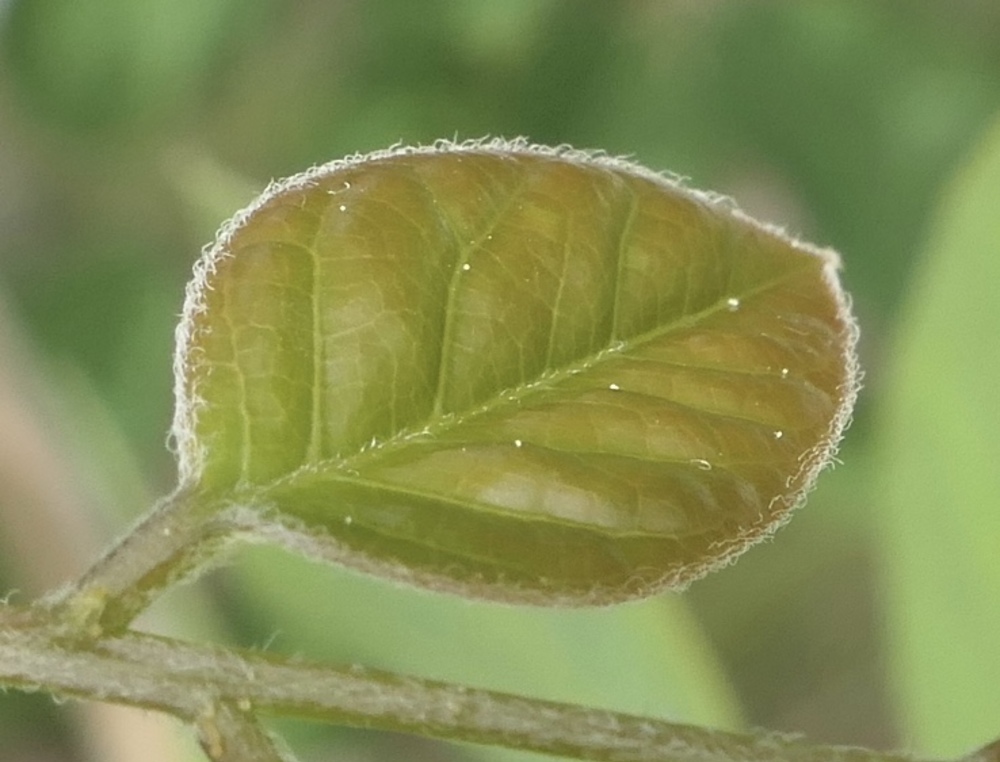 Leaf of Kentucky coffeetree.