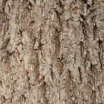 Bark of hybrid tulip tree.