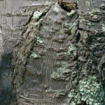 Bark of Sargent cherry.