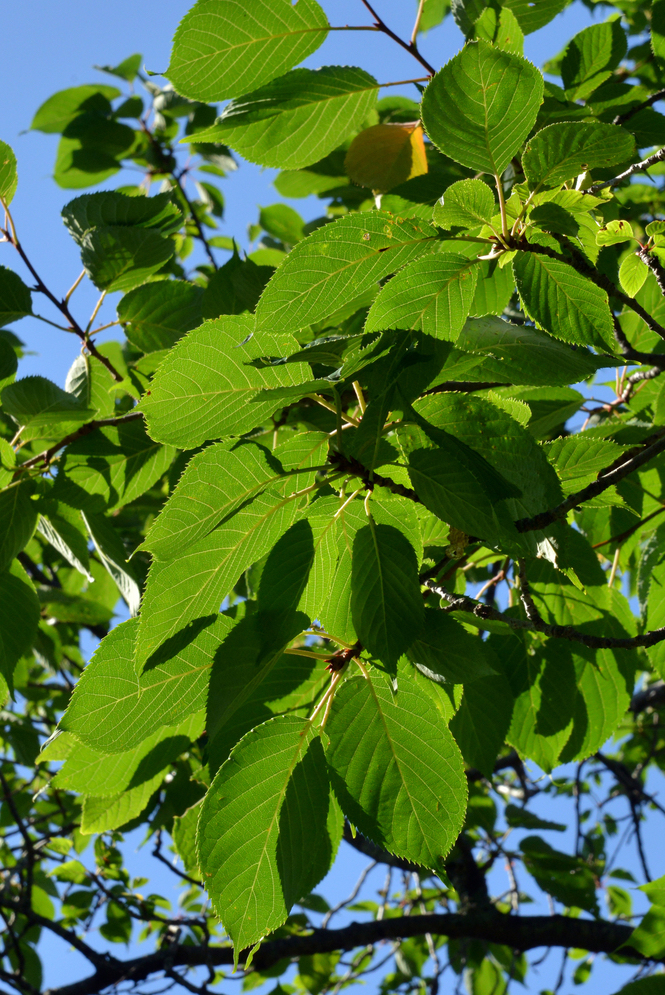 Leaves of Sargent cherry.