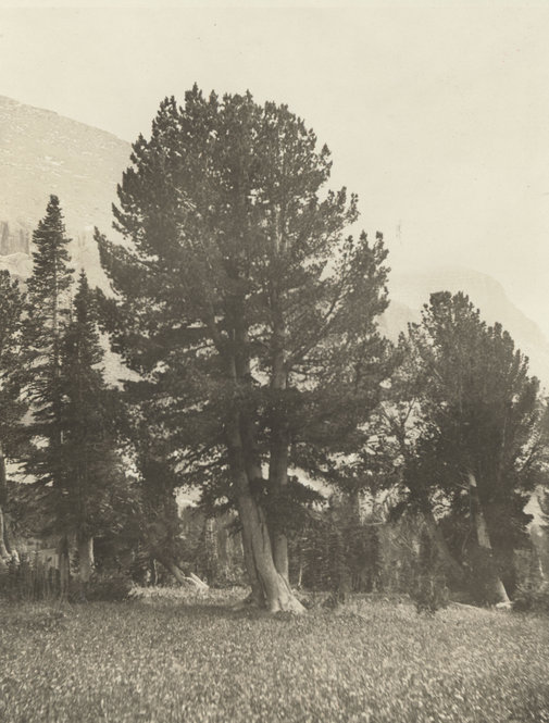 Whitebark pine Pinus albicaulis at Piegan Pass, Glacier National Park, Montana. Photograph taken by Mr. Dall for Susan McKelvey, September 1921.