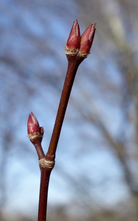 Buds of Japanese maple.