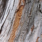 Bark of silver maple.