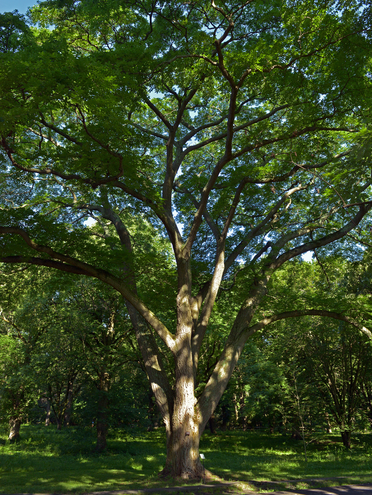 Mature Lavalle cork tree.