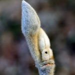 Dormant buds of Chinese witch-hazel.