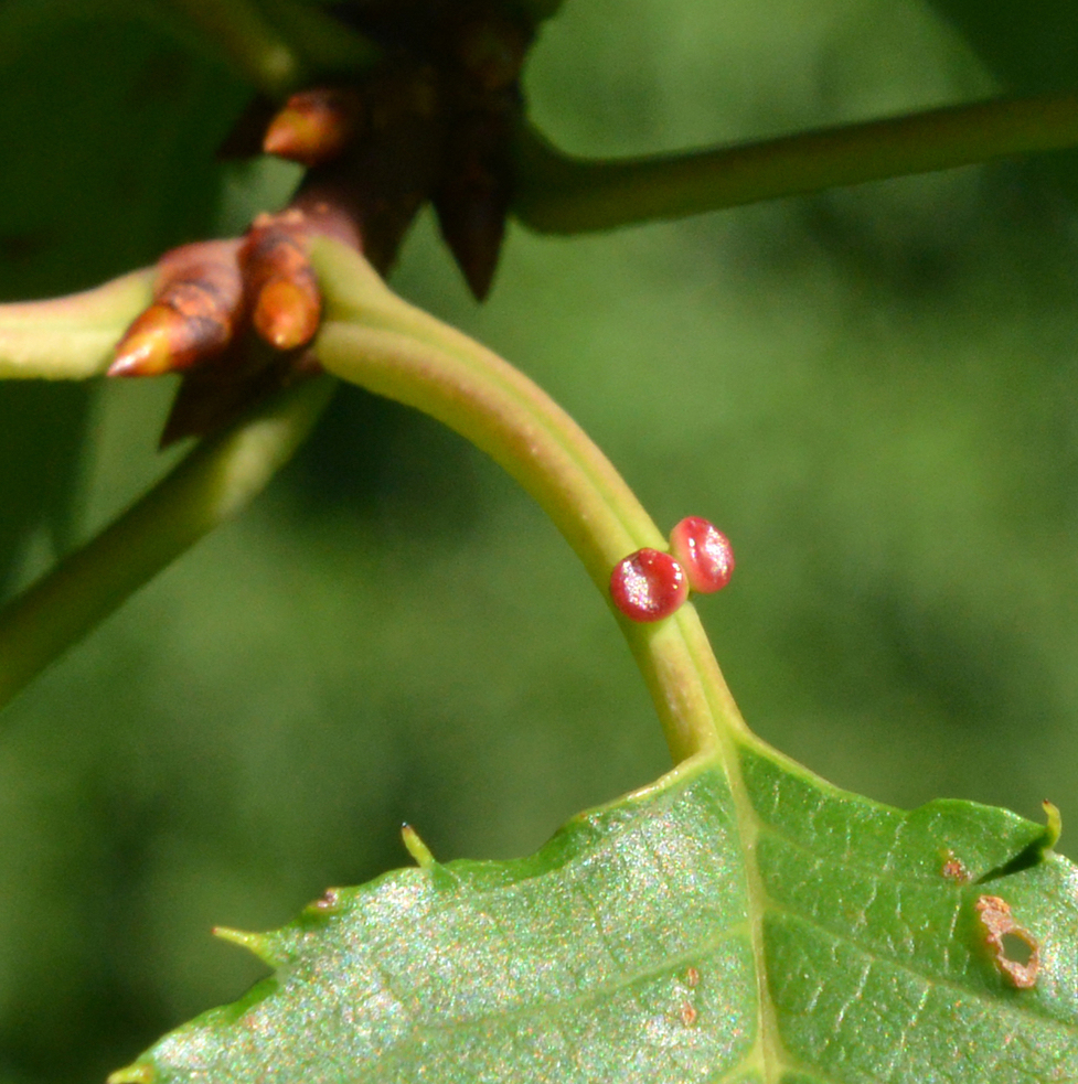 Nectaries of Sargent cherry.