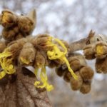 Breaking flower buds of Chinese witch-hazel.