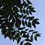 Leaves of Lavalle cork tree.