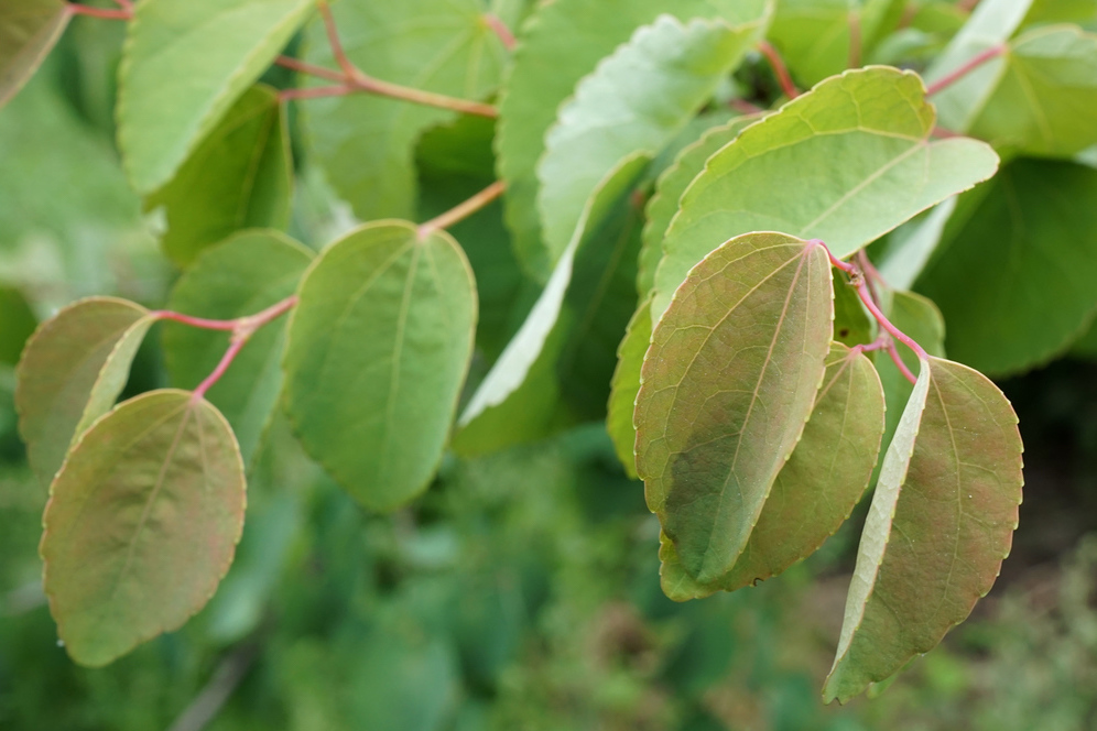 Leaves of Katsura Tree.
