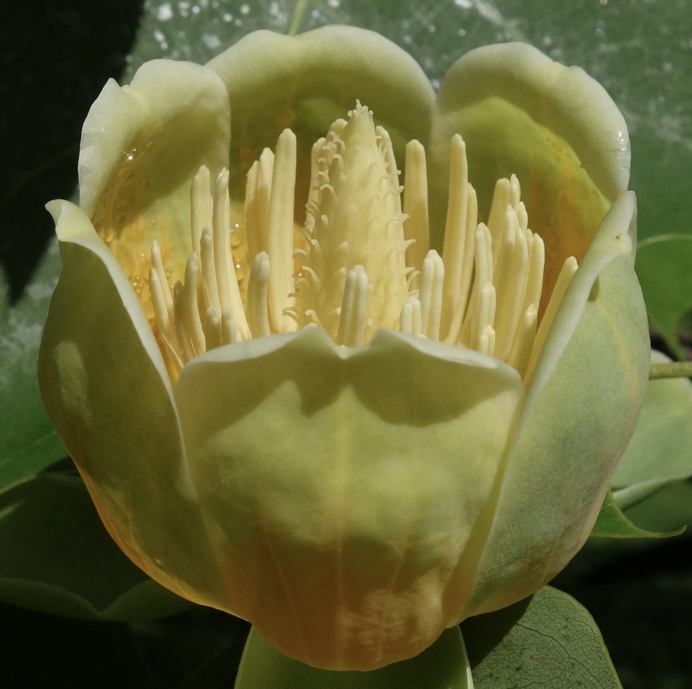 Flower of hybrid tulip tree.